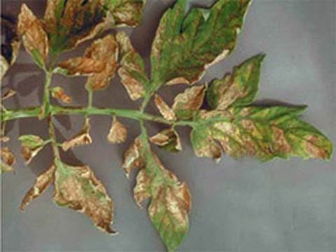 Хлороз листьев томатов фото и лечение