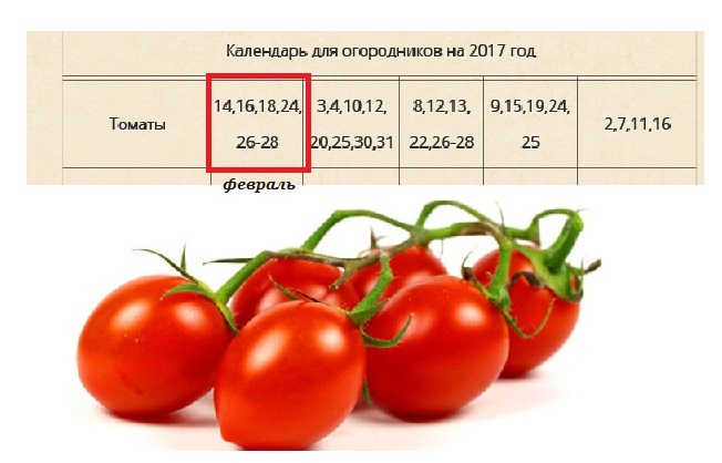 Помидоры календарь май. Благоприятные дни для пересадки помидор в теплицу. Благоприятные дни для высадки томатов в грунт. Благоприятные дни для посадки помидор 2022. Помидоры календарь май.