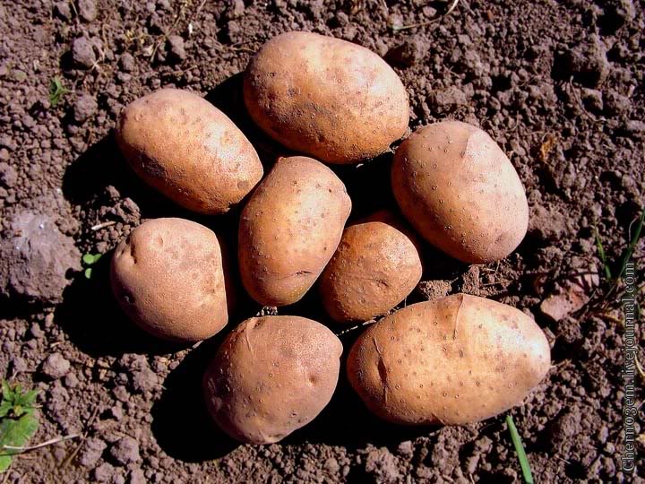 Уральский сувенир картофель. Фото сувенира картошки. Прайм картофель характеристика.