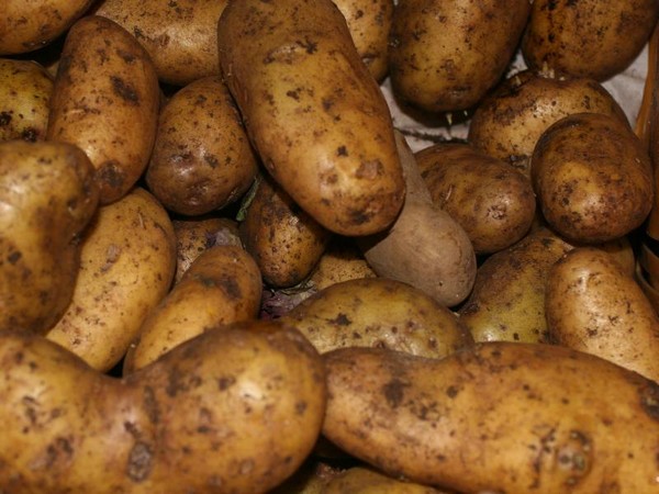 Продам картофель Адрета, Виннета, Белла-Росса купить в Барнауле Товары для дома