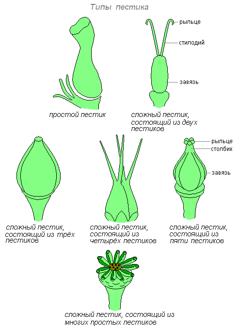 Плодолистики это. Строение цветка плодолистик. Плодолистики (гинецей). Строение пестика типы завязей. Строение рыльца цветка.