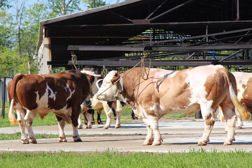 алтайский животновод