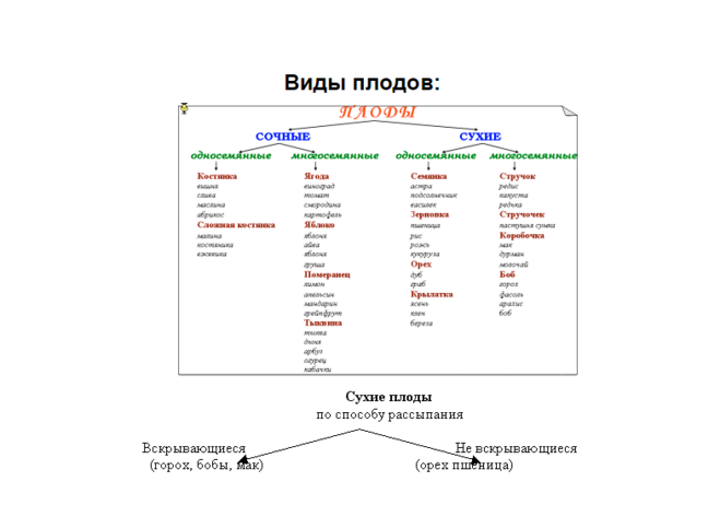 Какое значение плодов. Разнообразие плодов в природе. Разнообразие плодов и их роль в природе. Значение плодов и семян в природе. Разнообразие плодов и их роль в природе и в жизни человека.