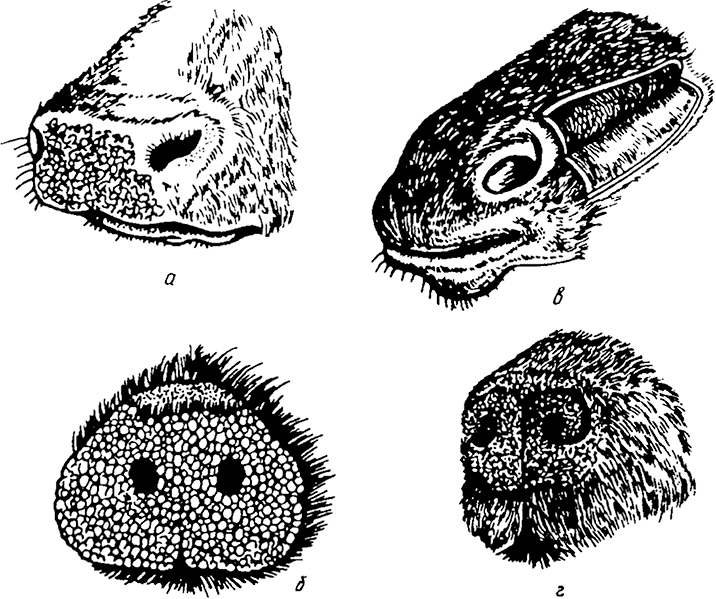Сравнительно невелики. Носовая полость животных анатомия. Строение носовой полости КРС. Носовая полость свиньи строение. Носовая полость коровы анатомия.