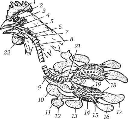 Трахея птиц. Дыхательная система птиц анатомия. Дыхательная система курицы. Система дыхания у птиц. Дыхательная система у птиц трахея.