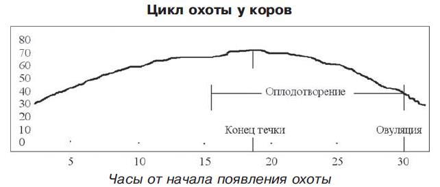 Пол цикла. Цикл охоты у коров. Половой цикл коровы. Цикл овуляции у коров. Схема полового цикла коровы.