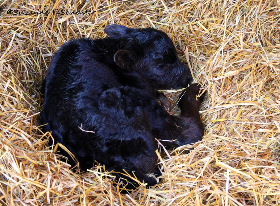 Как рождаются телята. Новорожденный телеленок. Черный теленок. Теленок маленький черный.