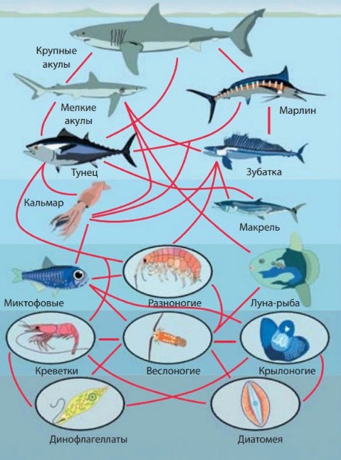 Трофическая структура водоема. Пищевая сеть схема биология. Пищевая сеть и направление потоков вещества схема. Пищевая цепочка. Морская пищевая цепочка.