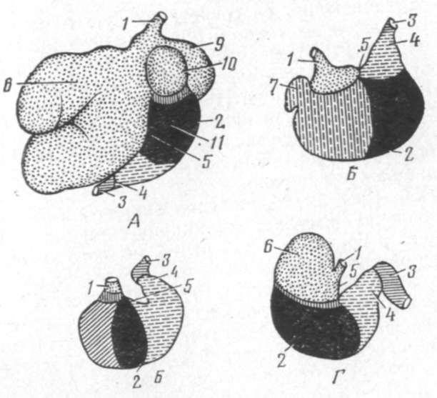 Типы желудков. Строение многокамерного желудка жвачных. Строение многокамерного желудка у животных. Анатомия животных многокамерные желудки строение. Желудок однокамерный у млекопитающих.