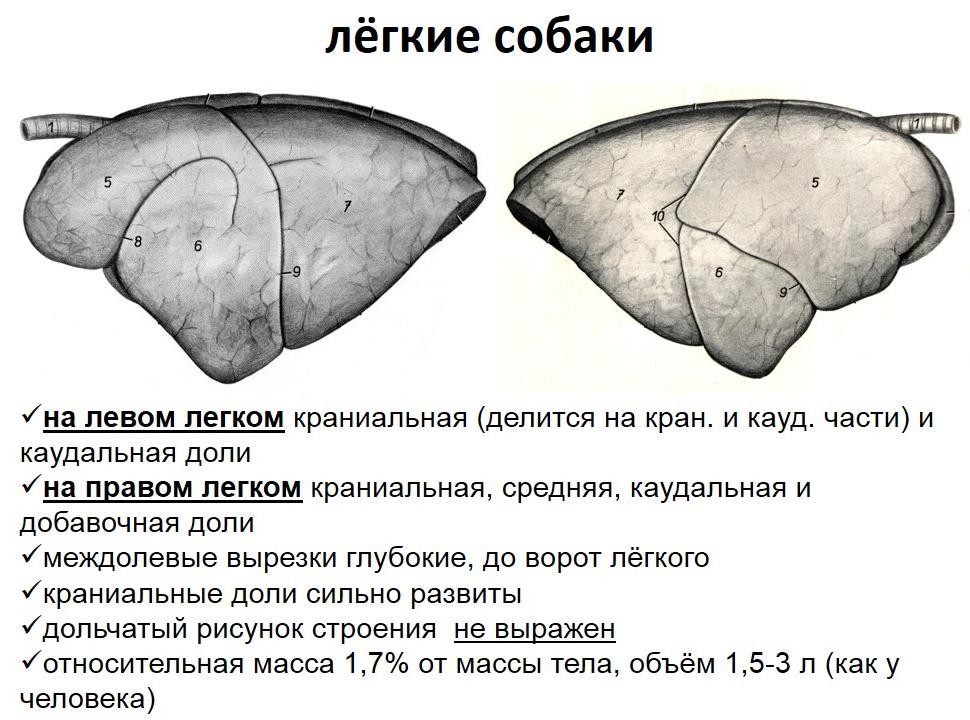 Размеры легких