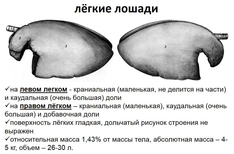 Легкие животных. Строение легких КРС. Легкие крупного рогатого скота анатомия. Легкие лошади анатомия. Легкие коровы строение.