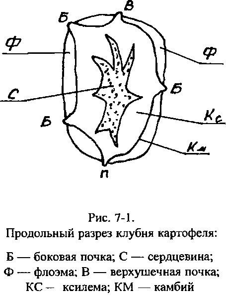 Строение картофеля в разрезе с подписями картинки