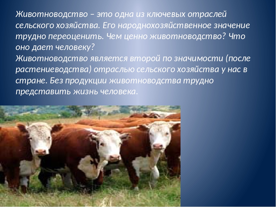 Какие направления имеет скотоводство 3. Животноводство это отрасль сельского хозяйства. Животноводство доклад. Народнохозяйственное значение животноводства. Промышленность сельское хозяйство скотоводство.