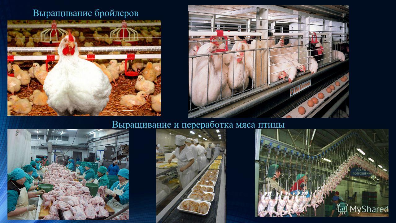 Технологии хранения продукции животноводства. Цех для переработки мяса птицы. Переработка продуктов птицеводства. Производство мяса птицы. Переработка продукции животноводства.