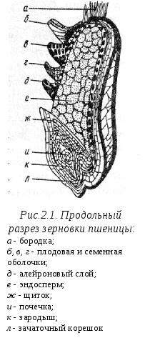 Строение зерна пшеницы рисунок